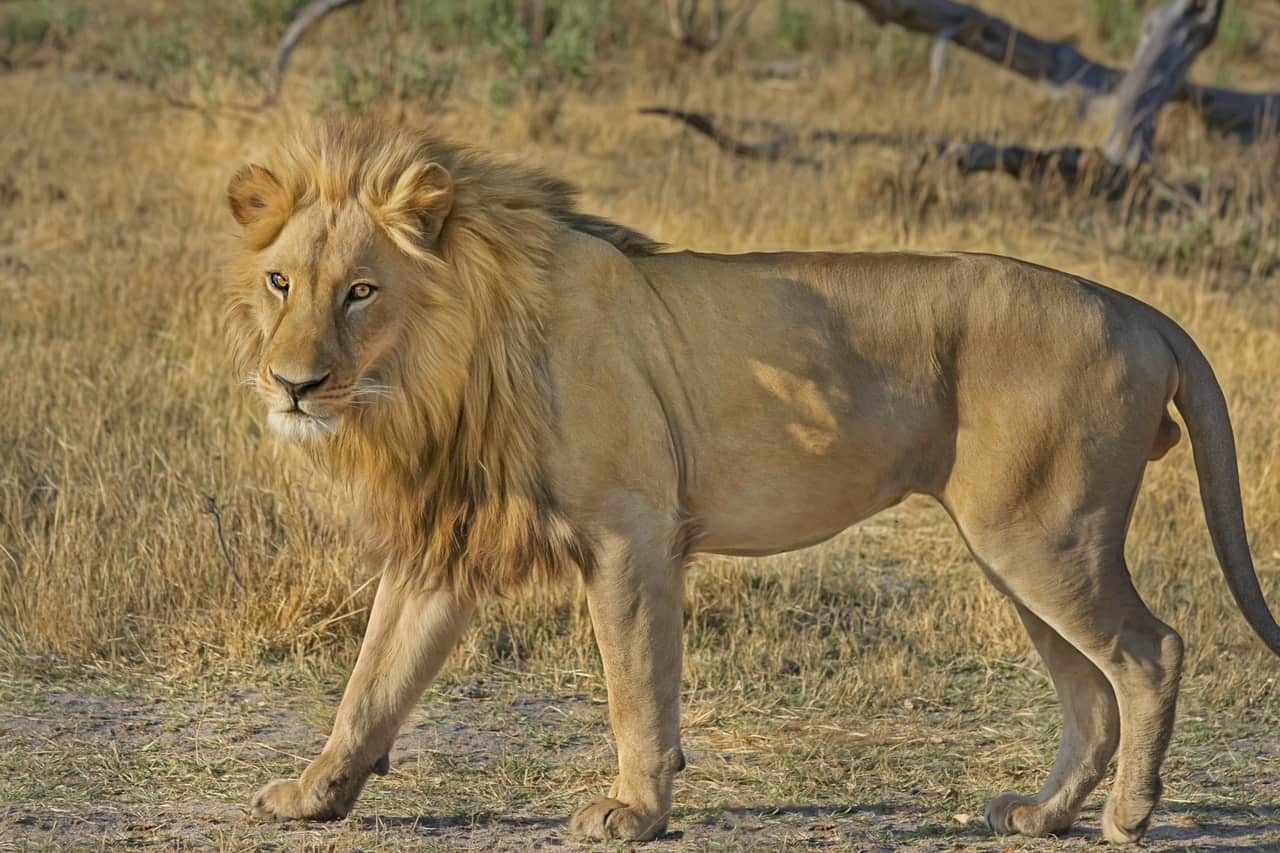 lion-wildcat-safari-africa-47036