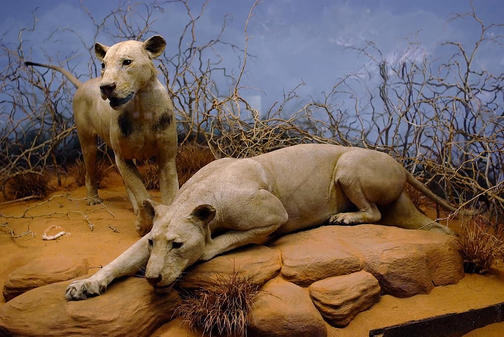 tsavo man eater lions