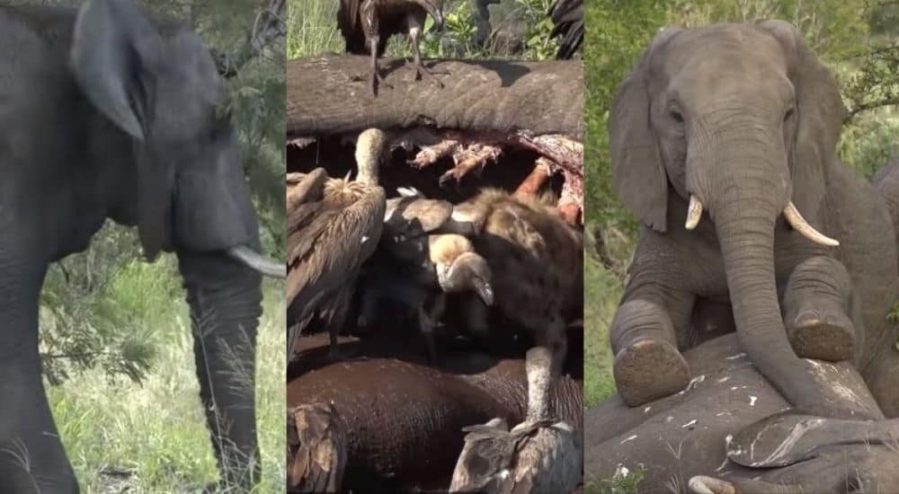 African Bull Elephant Dies What Happens Next Vibrant Ecosystem