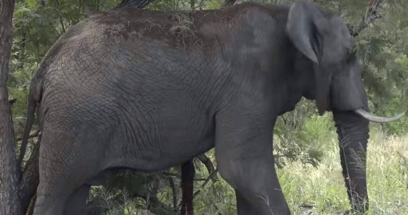 African Elephant Dying Insides Twisted