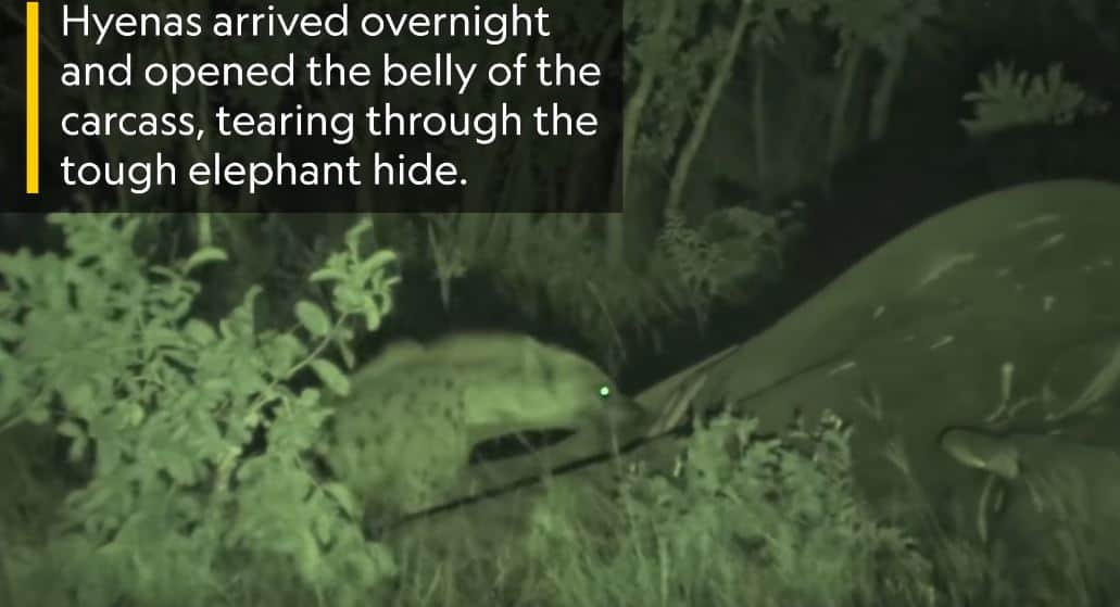 Hyena Scavenger Tears through the elephant hide