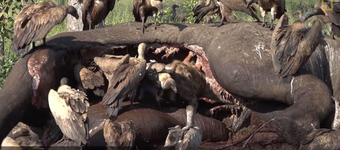 Hyena Vultures Scavenger continues to feed on the carcass