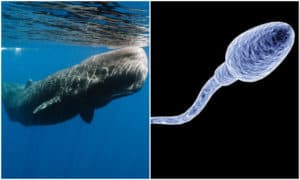 Warum Spermwale Als Spermawale bezeichnet werden