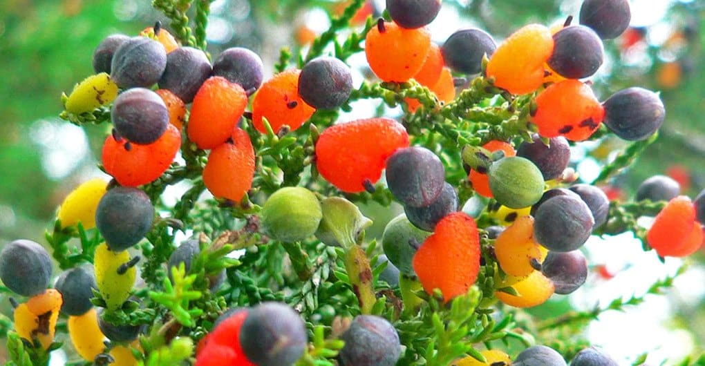 Sam Van Aken Tree de 40 frutas