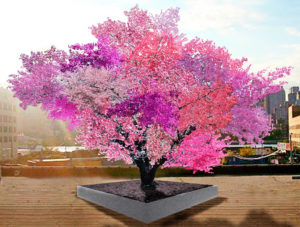 Pokok 40 buah